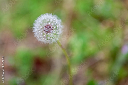 dandelion