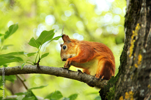 Sciurus. Rodent. The squirrel sits on a tree and eats. Beautiful red squirrel in the park © Alena Girya
