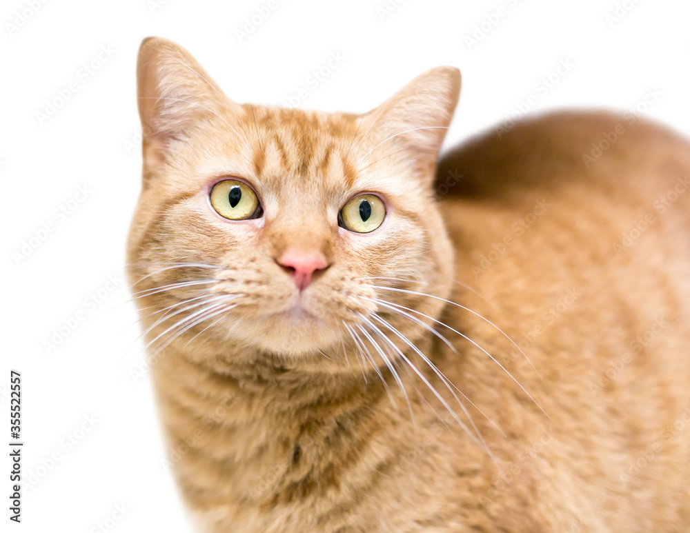 An orange tabby shorthair cat with yellow eyes