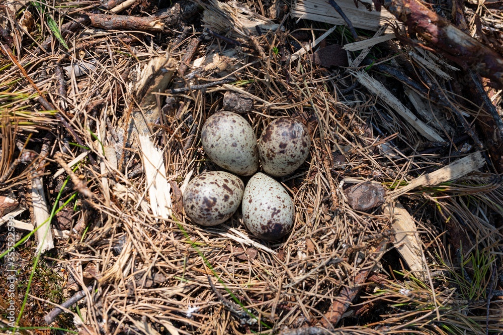 Bird nest in the forest high angle view