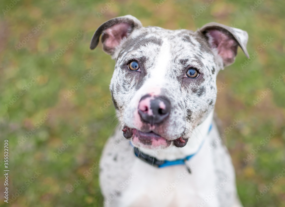 A Catahoula Leopard Dog mixed breed dog