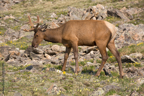 Rocky Mountain bull elk with a velvety rack in Rocky Mountain National Park in Colorado in summer 