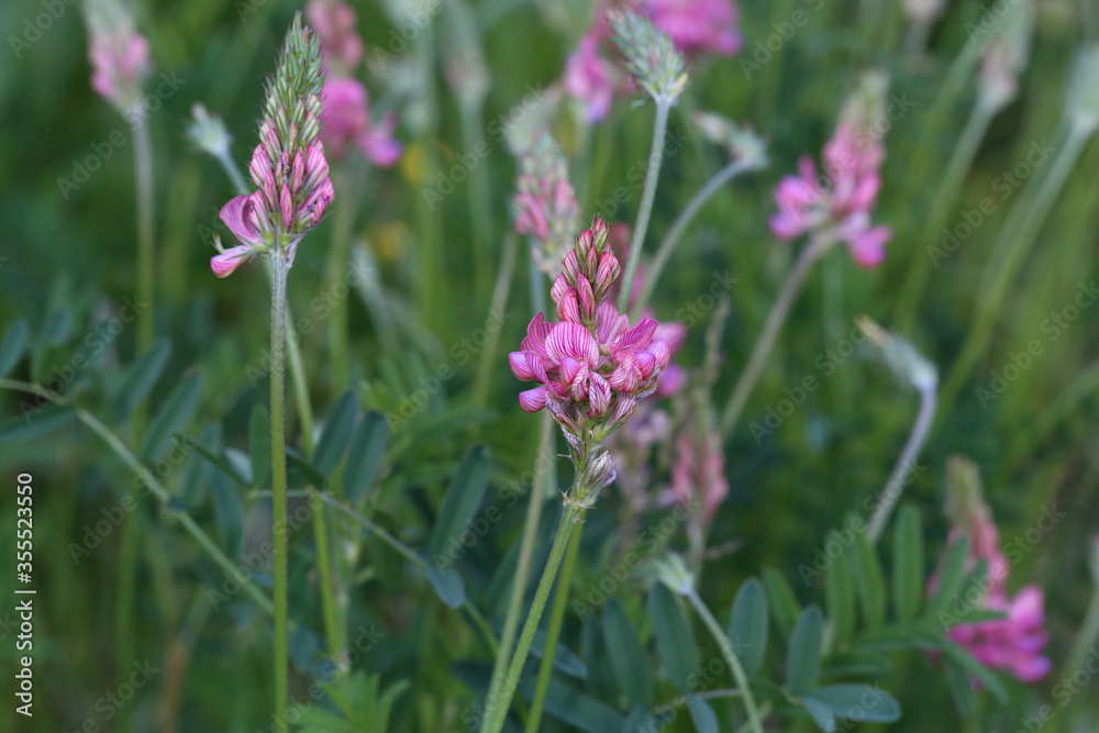 Wildflowers on a blurred green meadow background Wildflowers on a blurred green meadow background