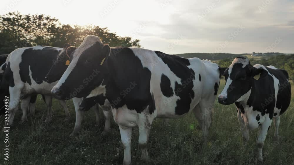 Group of dairy cows standing in field in sunset. Static Group of dairy cows standing in field in sunset. Static