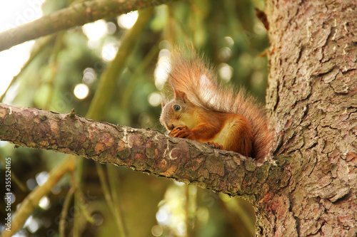 Sciurus. Rodent. The squirrel sits on a tree and eats. Beautiful red squirrel in the park © Alena Girya