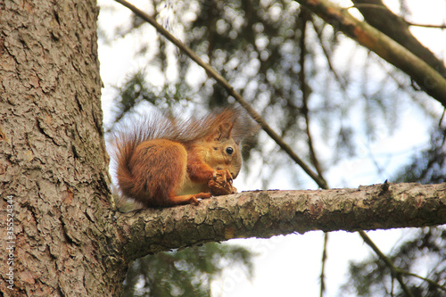 Sciurus. Rodent. The squirrel sits on a tree and eats. Beautiful red squirrel in the park © Alena Girya