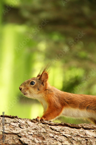 Sciurus. Rodent. The squirrel sits on a tree. Beautiful red squirrel in the park © Alena Girya
