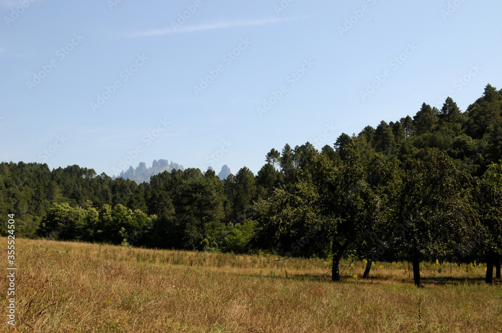 vue sur un champ d'herbe dorée et une forêt avec les aiguilles de bavella en arrière-plan formant un découpage en dentelles sur un ciel bleu.