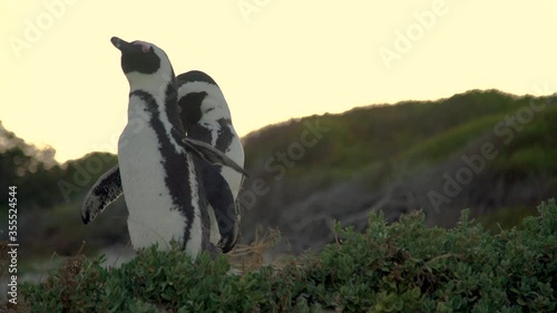 African penguin ( Spheniscus demersus) also known as the jackass penguin and black-footed penguin. South Africa