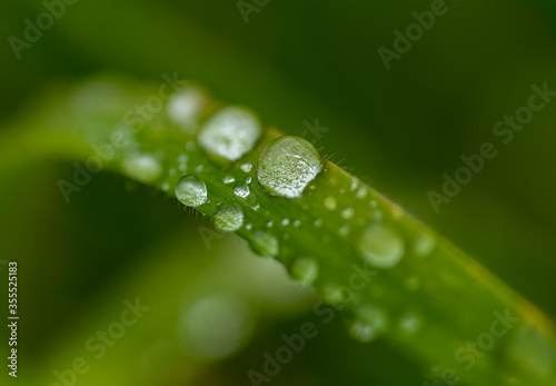 raindrops on a grass after rain