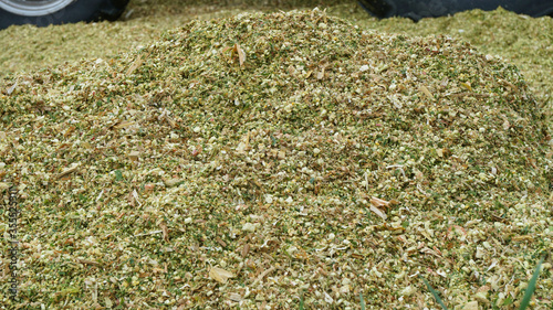 Closeup of by a forage harvester finely chopped maize plants and cracked kernels from the cob, it will be ensiled and left to ferment, later the the silage will be used as cow feed in the winter
