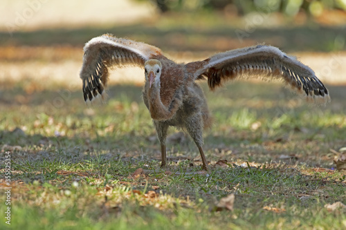 Fotografie Klingon Crane