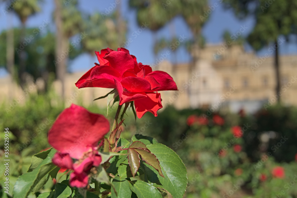 Obraz premium Una rosa roja en un parque de Sevilla (Andalucía).