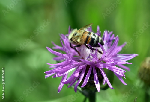 Biene auf einer Skabiosen-Flockenblume © christiane65