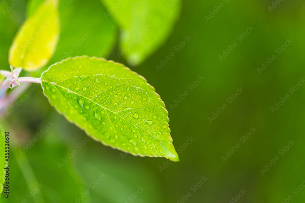 water drop on leaf at nature close-up macro. Fresh juicy green leaf in droplets of morning dew outdoors. water drop on leaf at nature close-up macro. Fresh juicy green leaf in droplets of morning dew outdoors.