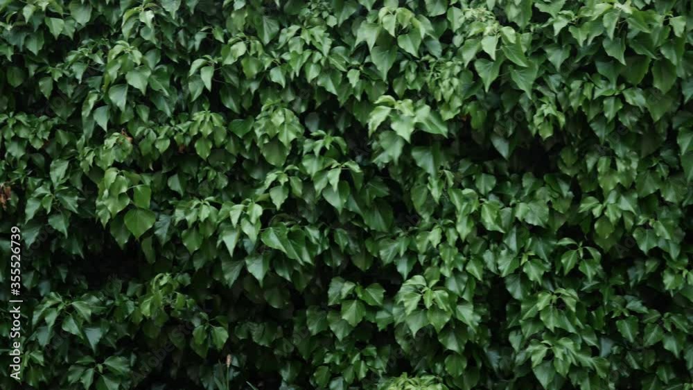 Moving green background of leaves with place for text. Copy space. 4K Moving green background of leaves with place for text. Copy space. 4K