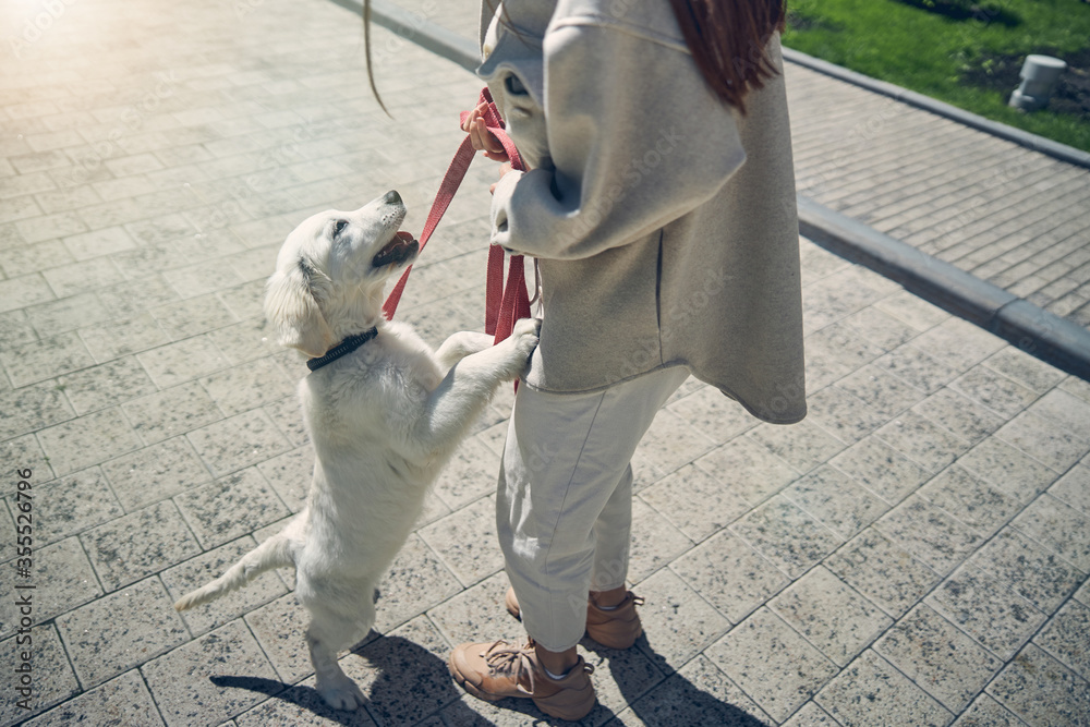 Obraz premium Dog standing on the hind legs before the owner