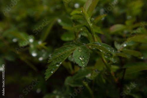 Background of wild rose after rain. Raindrops on a dogrose. Beautiful nature. Plant texture.