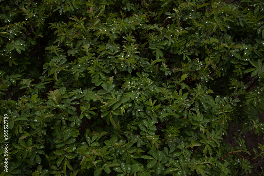 Background of wild rose after rain. Raindrops on a dogrose. Beautiful nature. Plant texture. Background of wild rose after rain. Raindrops on a dogrose. Beautiful nature. Plant texture.