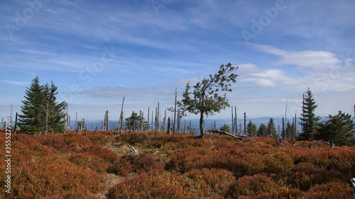 Dead forest on the ridge of the Giant Mountains  autumnal landscape