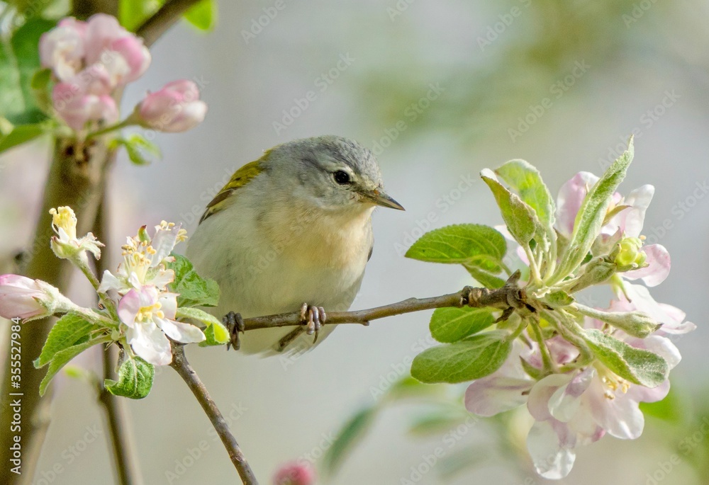 Fototapeta premium a small bird on a branch