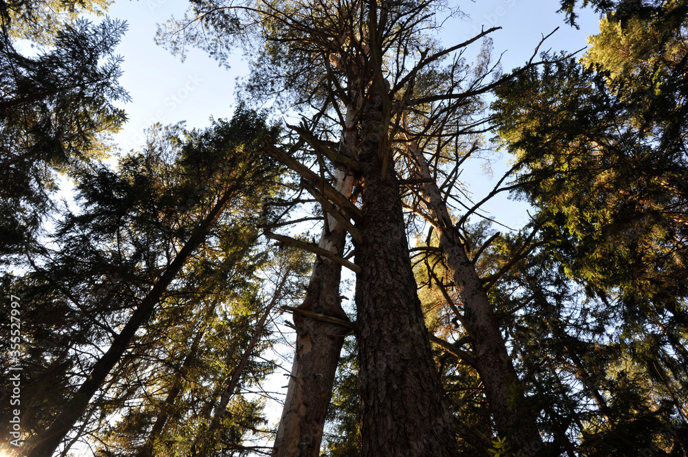Fototapeta premium trees and sky