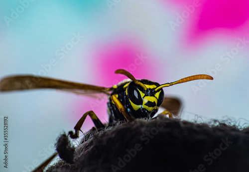 A wasp sits on a cotton sock.

The Vespinae are a subfamily of the Vespidae. There are eleven different species in Central Europe.