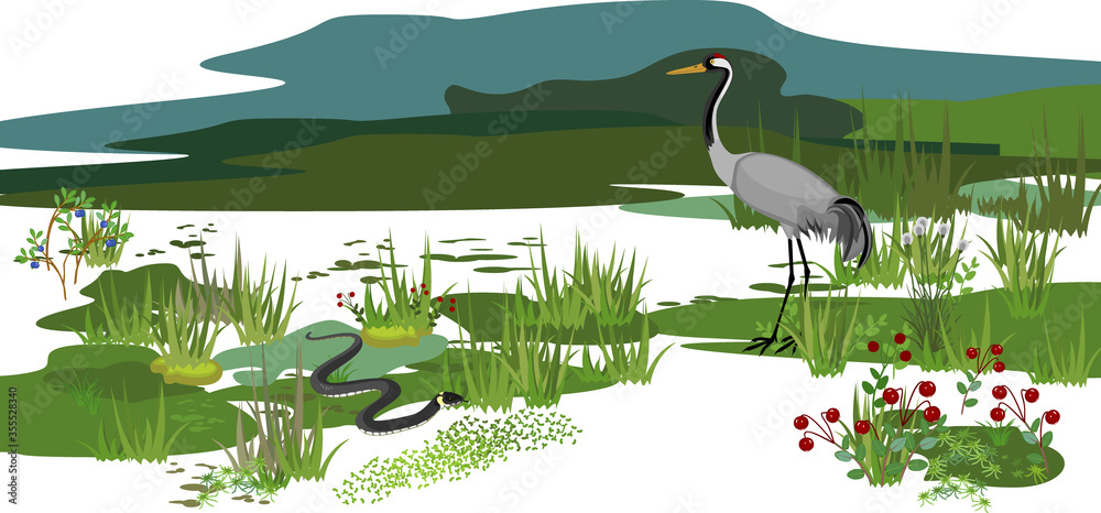 Ecosystem of swamp. Different swamp inhabitants: animals and plants Stock Vector | Adobe Stock