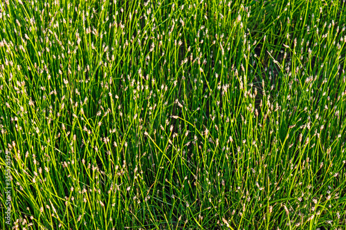 close-up of a glade overgrown with spike-rush