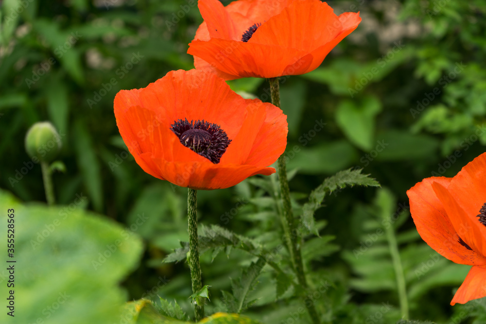 Fototapeta premium Close up red poppies on sunny field.Beautiful papaver flowers on the green yard on summer day.Flower of remembrance on memorial day. Summer flowers background.