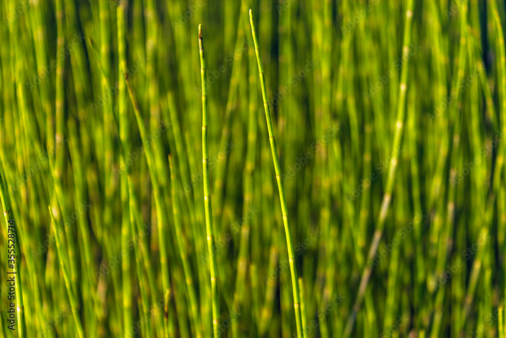 Obraz premium close-up of a glade overgrown with equisetum