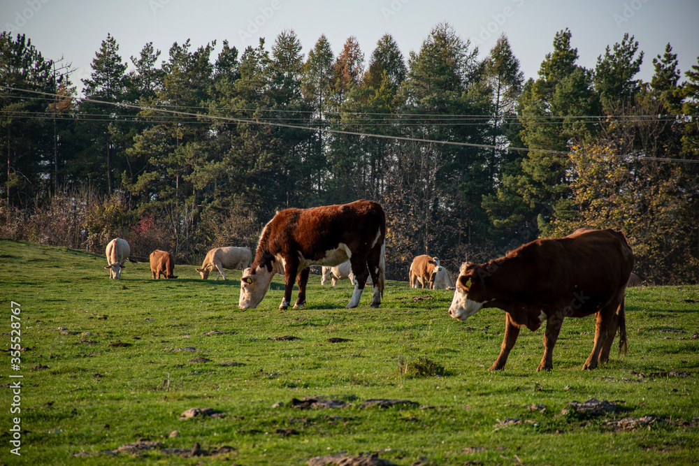 A group of grazing cows on a farmland. Cattle on green field eating fresh grass. Agriculture concept. Global warming caused by greenhouse gases produced by cows.