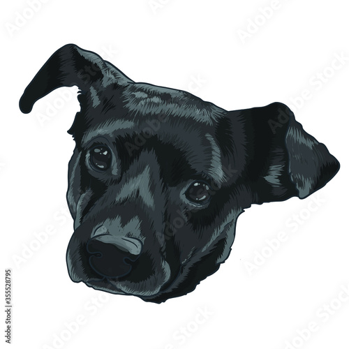Perro mestizo retrato 