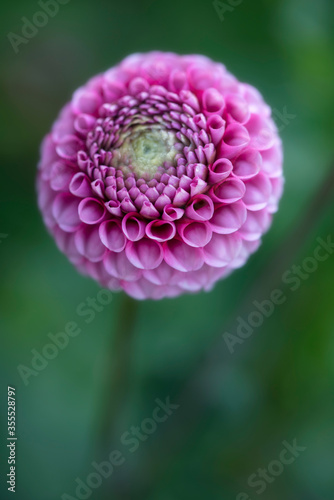 Close up of pink dahlia flower on blurred background