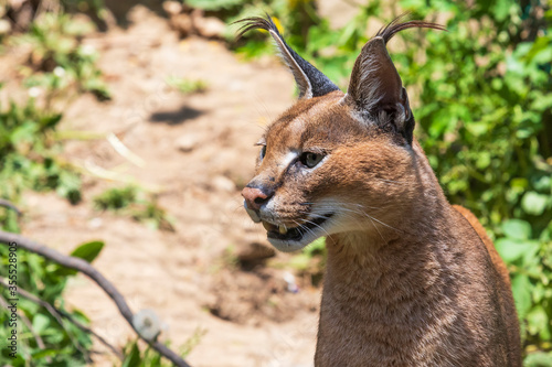 Portrait of a Caracal - Caracal caracal - has an open mouth and his teeth can be seen. photo