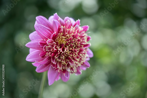 Closeup of beautiful Dahlia flower with green bokeh background
