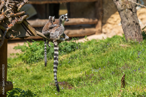 фотографія Ring-tailed lemur with a cub sitting in the branches.