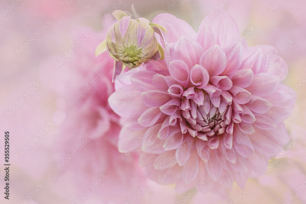Closeup of dreamy pink Dahlia flowers in soft focus