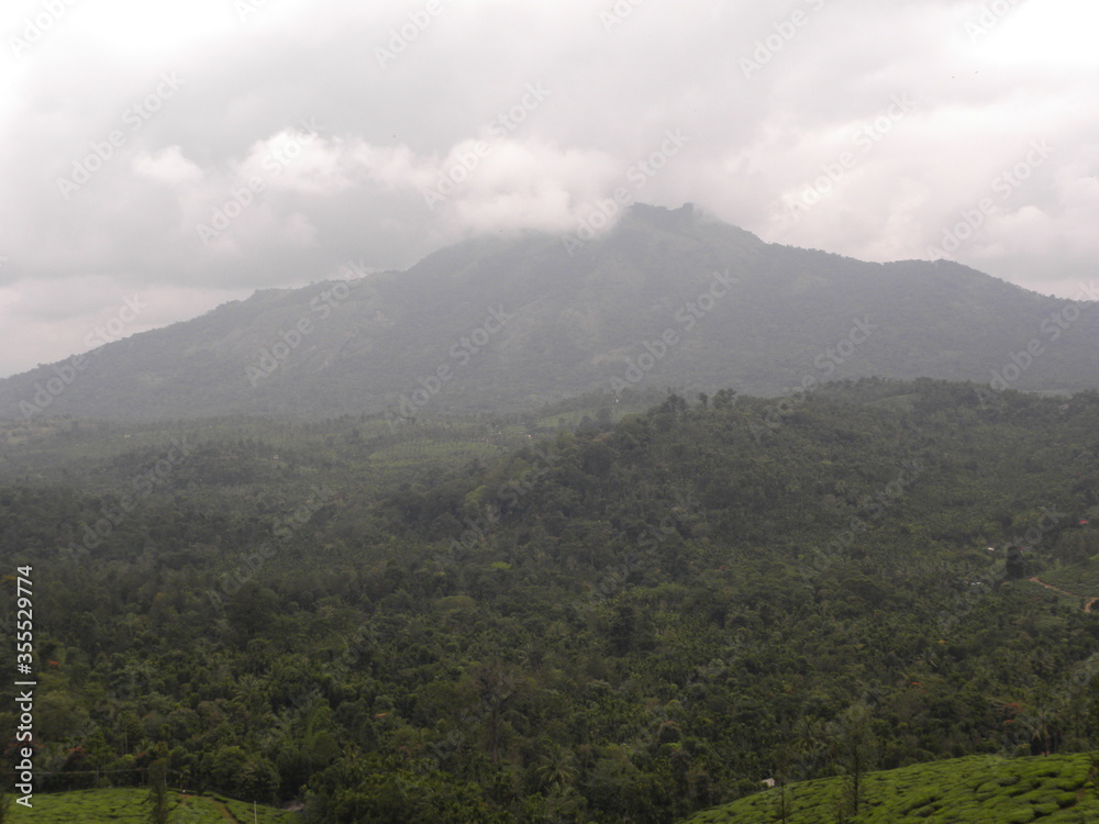 Cloudy landscape view of tea plantation in mountains