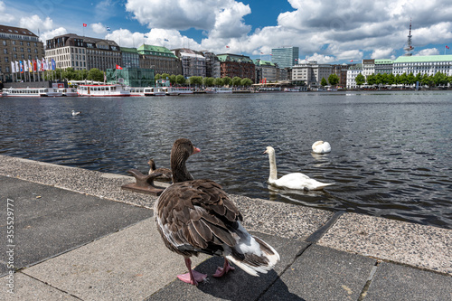 Hamburg, Germany: White swans and other birds swimming in the Binnenalster lake