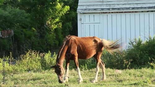 tethered pretty domestic ginger horse eats grass on open green meadow