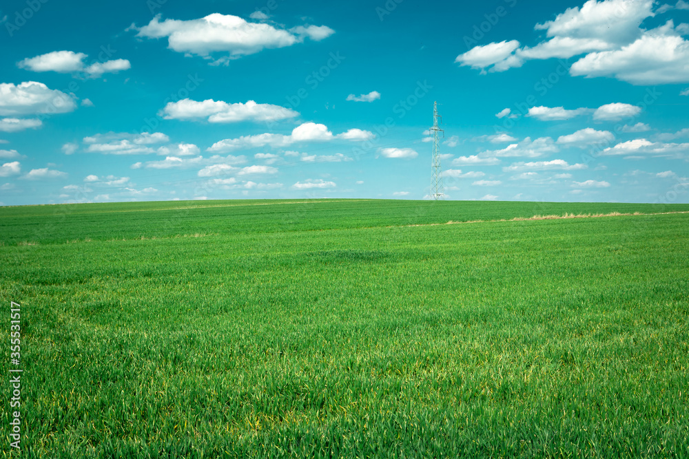 Obraz premium A huge green field, horizon and white clouds on a blue sky