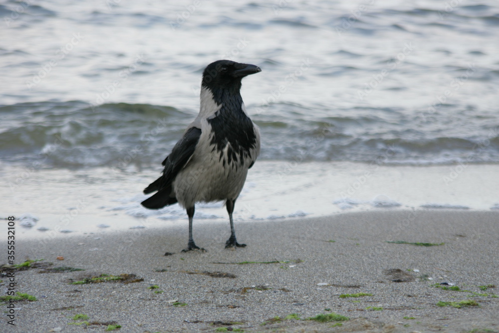 Beautiful crow on the sandy shore of the Black Sea Beautiful crow on the sandy shore of the Black Sea