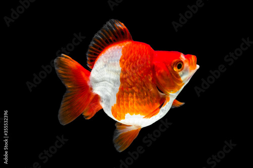 the goldfish in aquarium
