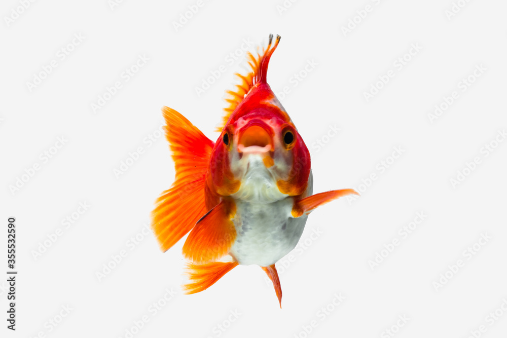 Fototapeta premium the goldfish in aquarium