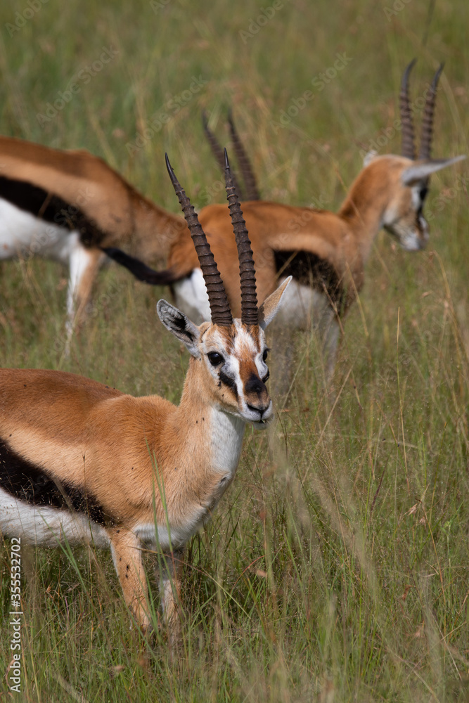 Fototapeta premium Thomson's gazelle one of the best-known gazelles in Kenya