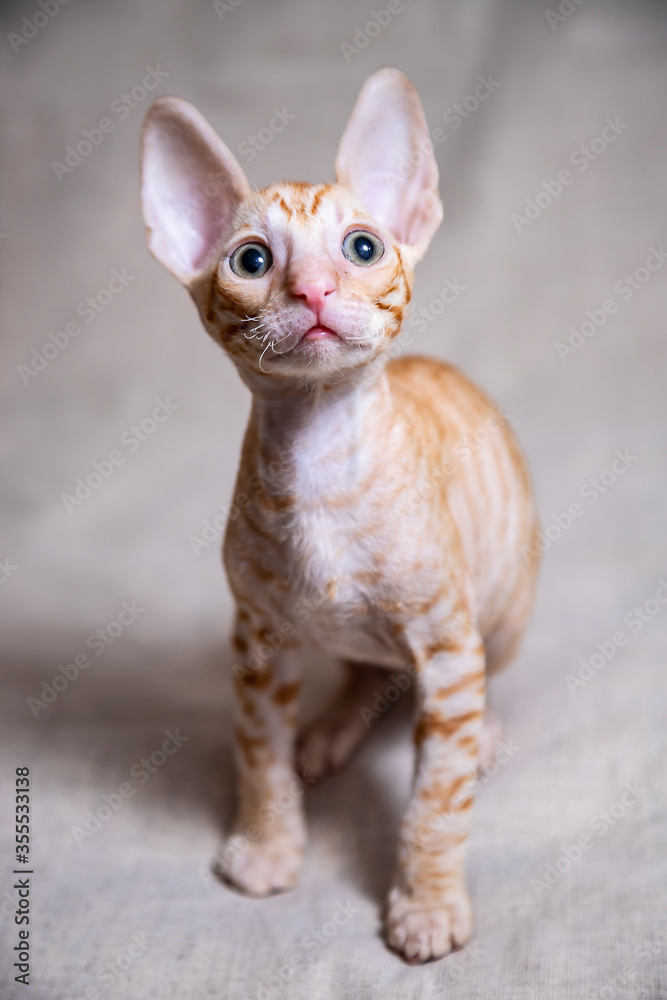 Cornish Rex kitten on a beige background Cornish Rex kitten on a beige background