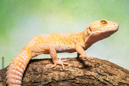 leopard gecko in branch