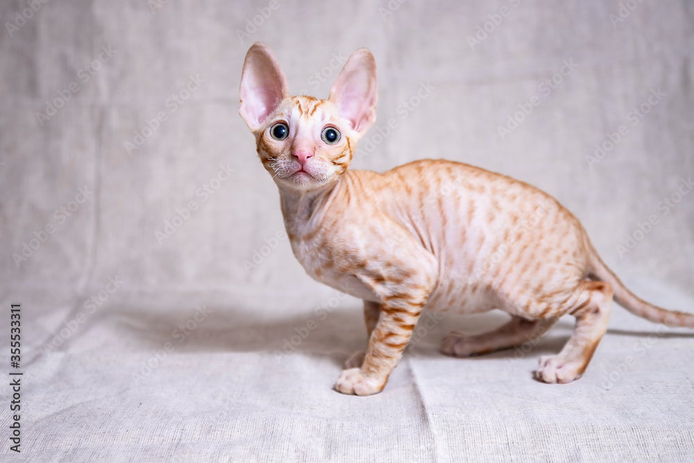 Cornish Rex kitten on a beige background Cornish Rex kitten on a beige background