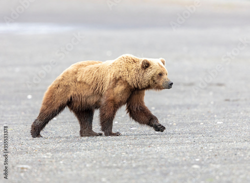 Boar coast brown bear in Alaska walking on the beach